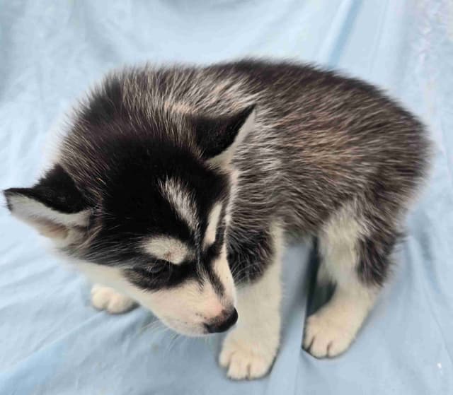 Siberian Husky Puppies media 3