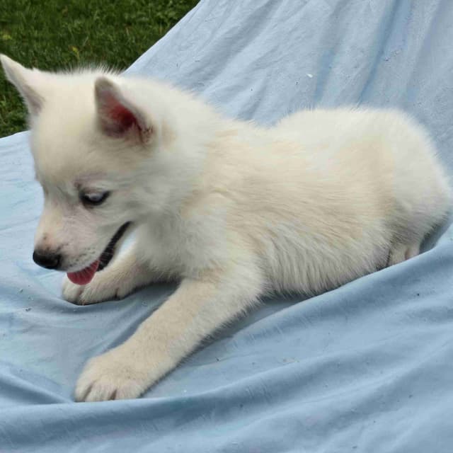 Siberian Husky Puppies media 4