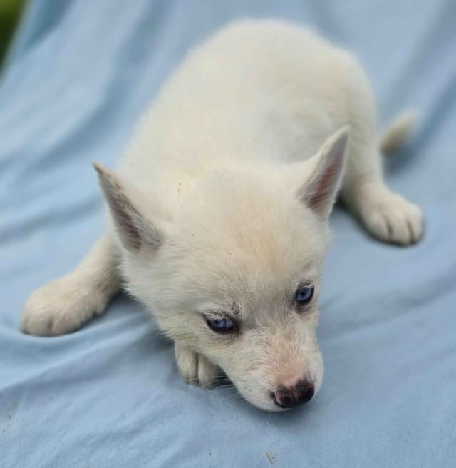 Siberian Husky Puppies media 5
