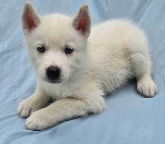 Siberian Husky Puppies media 7