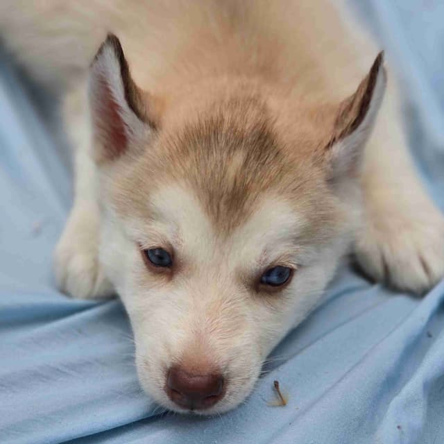 Siberian Husky Puppies media 8