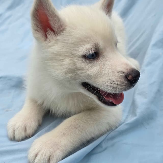 Siberian Husky Puppies media 9