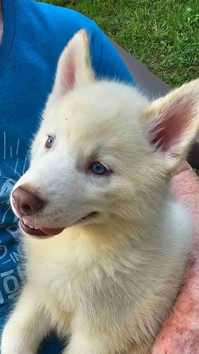 Siberian Husky Puppies media 10