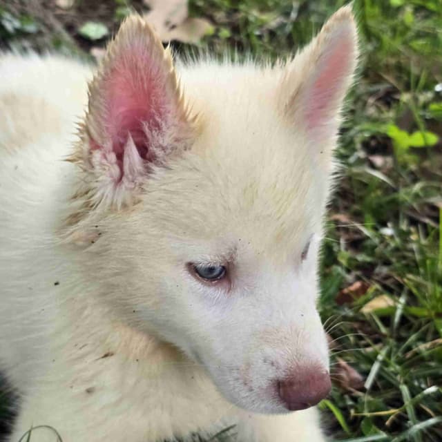 Siberian Husky Puppies media 11