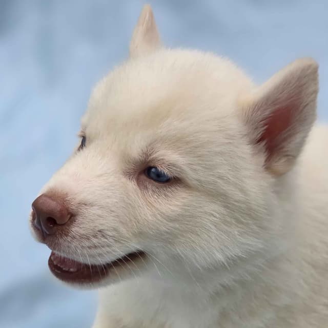 Siberian Husky Puppies media 12