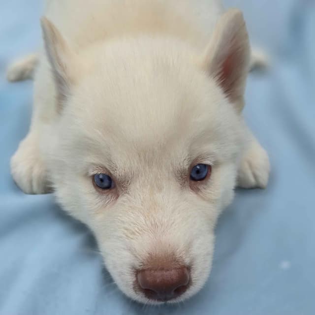Siberian Husky Puppies media 13
