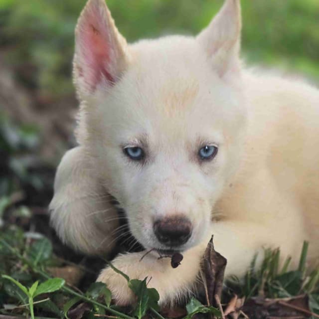 Siberian Husky Puppies media 14