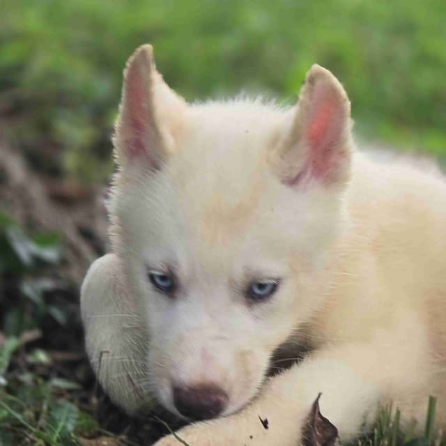 Siberian Husky Puppies media 15
