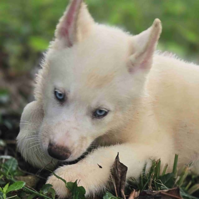 Siberian Husky Puppies media 16