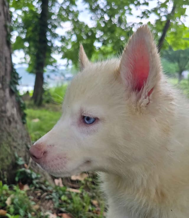 Siberian Husky Puppies media 17