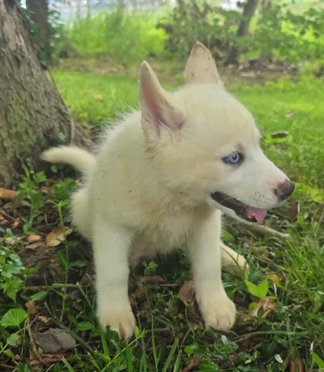 Siberian Husky Puppies media 18