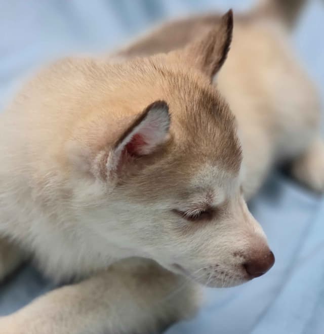 Siberian Husky Puppies media 19