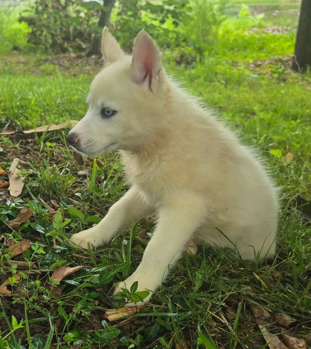 Siberian Husky Puppies media 20