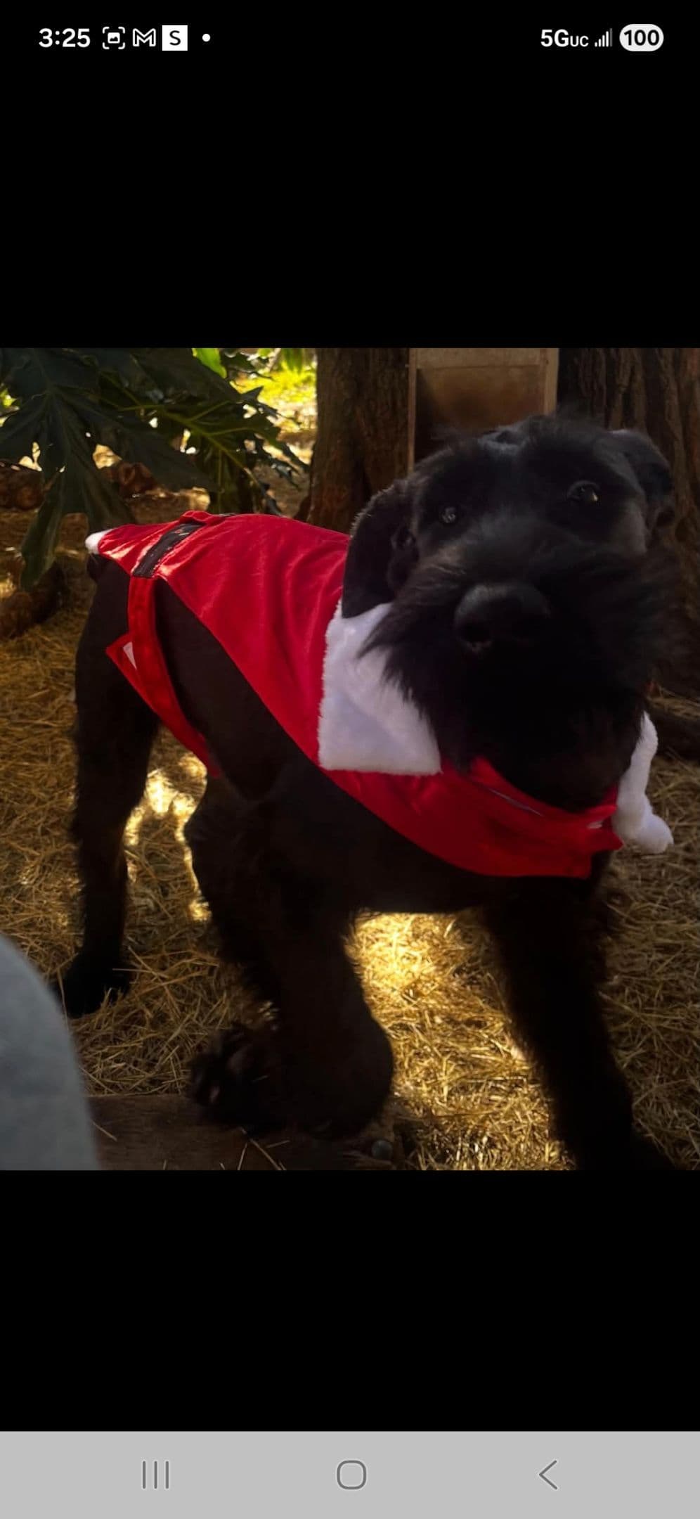 Giant Schnauzer Puppies breeder image 1