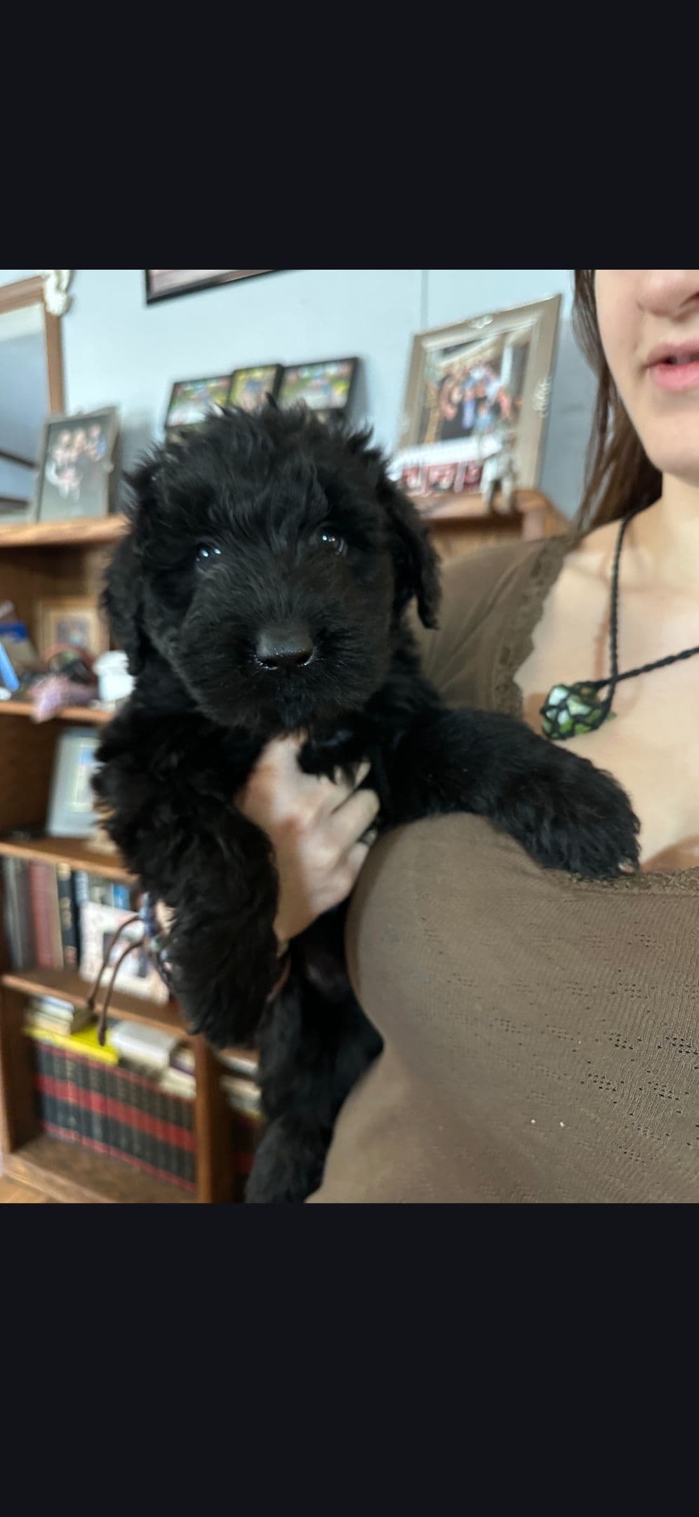 Giant Schnauzer Puppies breeder image 3