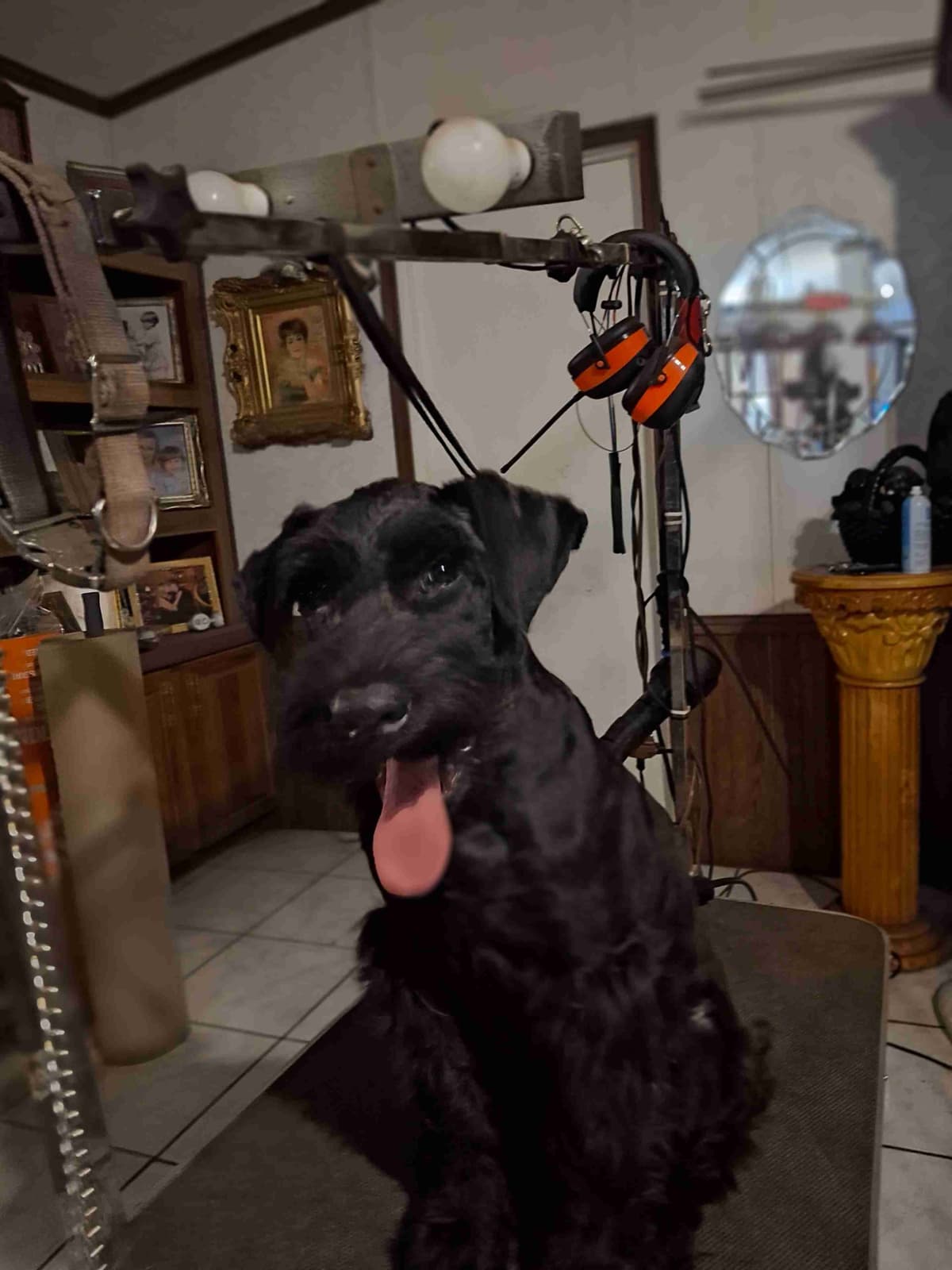 Giant Schnauzer Puppies breeder image 5