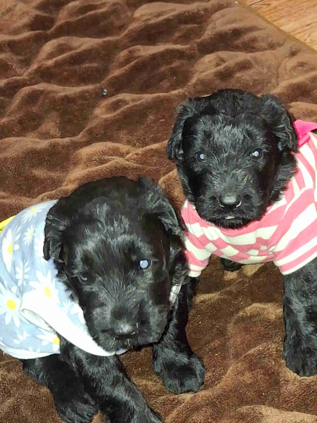 Giant Schnauzer Puppies breeder image 6