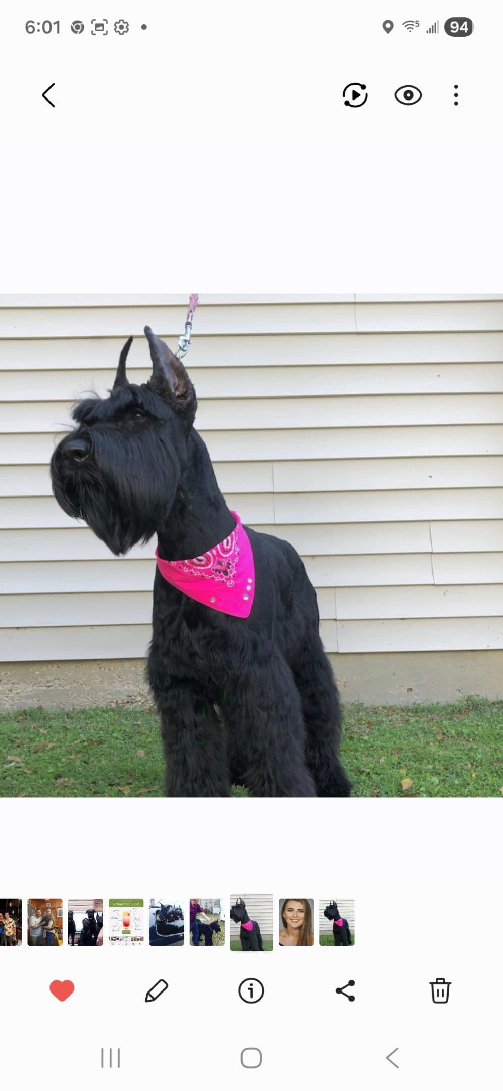 Giant Schnauzer Puppies breeder image 7