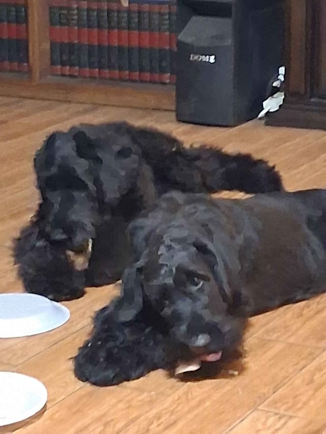 Giant Schnauzer Puppies media 2