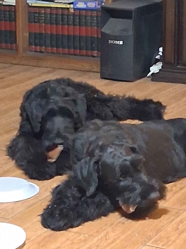 Giant Schnauzer Puppies media 3
