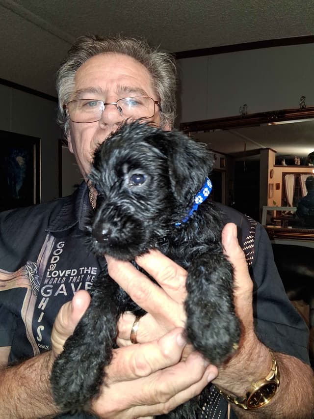 Giant Schnauzer Puppies media 4