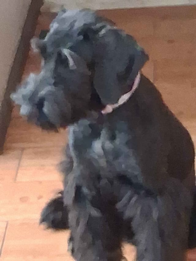 Giant Schnauzer Puppies media 5