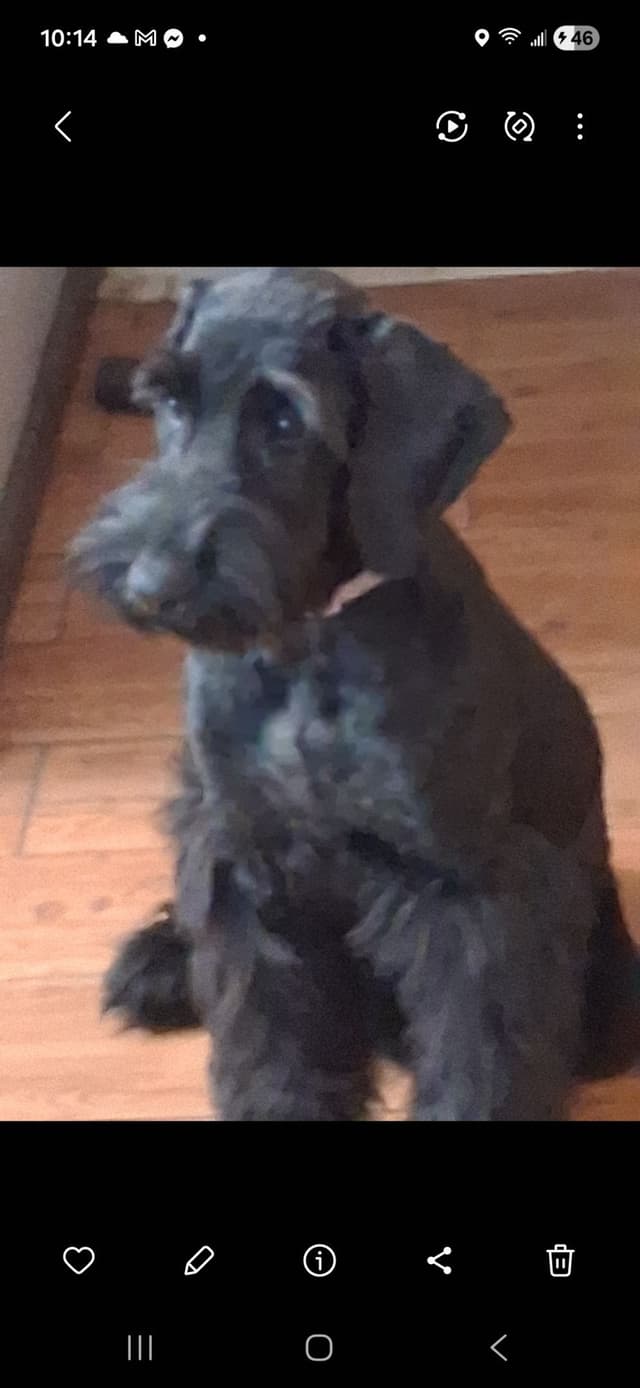 Giant Schnauzer Puppies media 6