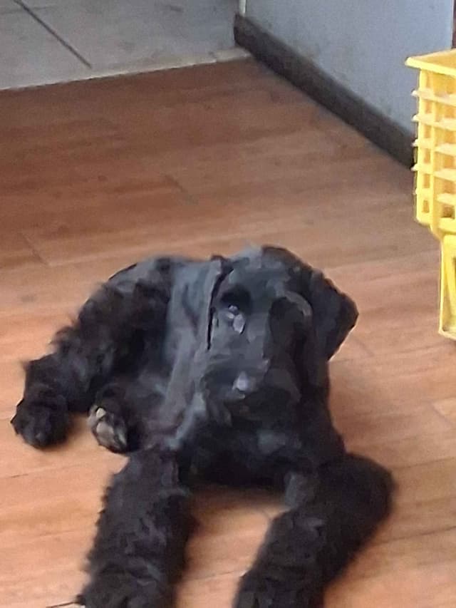 Giant Schnauzer Puppies media 8