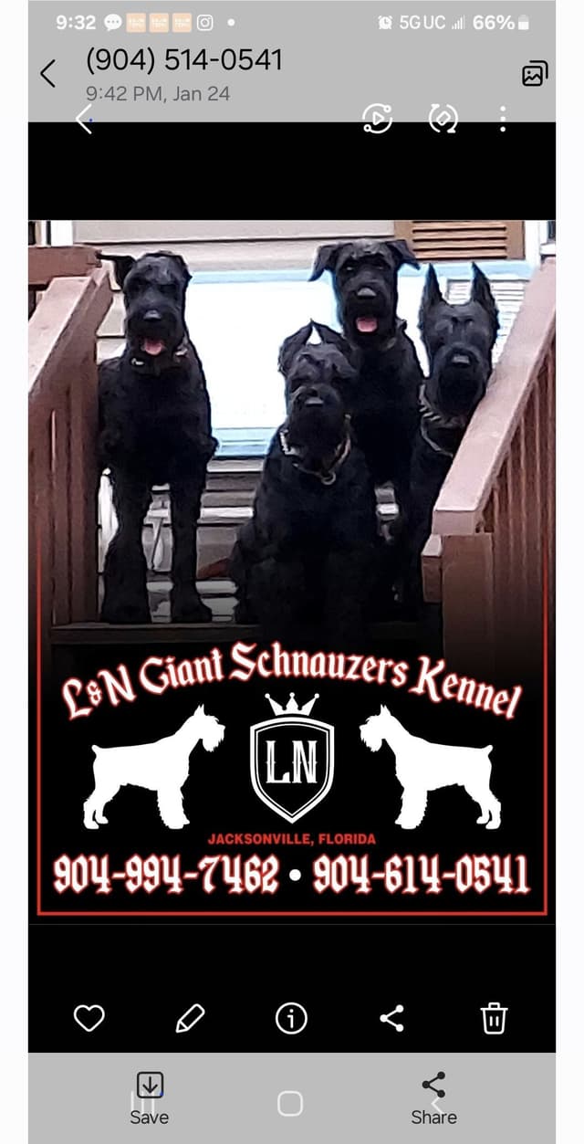 Giant Schnauzer Puppies media 7