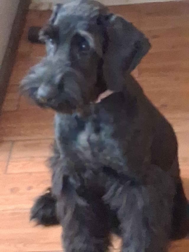 Giant Schnauzer Puppies media 9