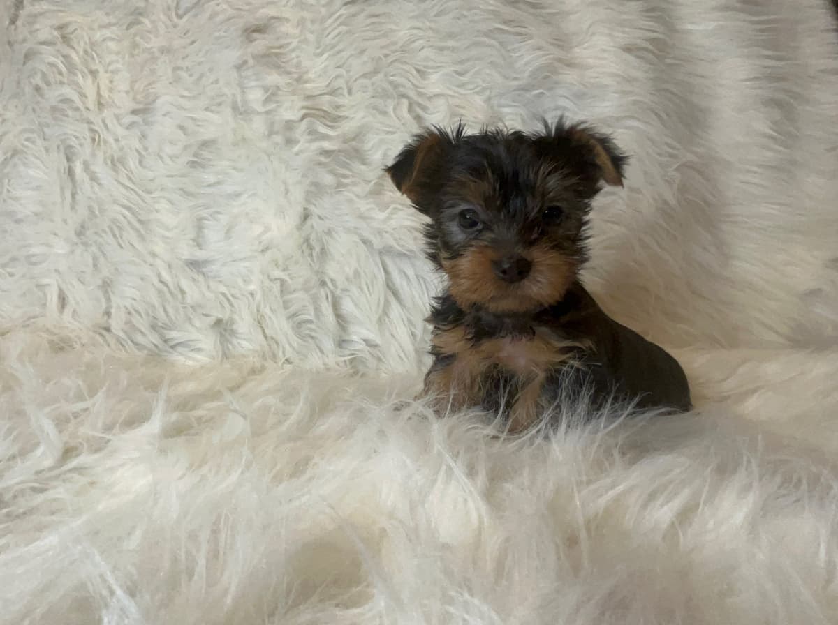 Yorkshire Terrier Puppies breeder image 1