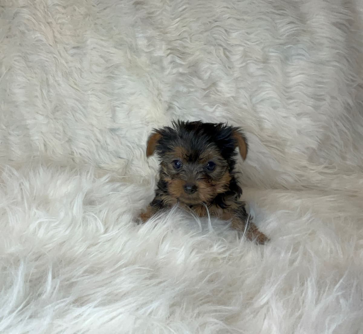 Yorkshire Terrier Puppies breeder image 2