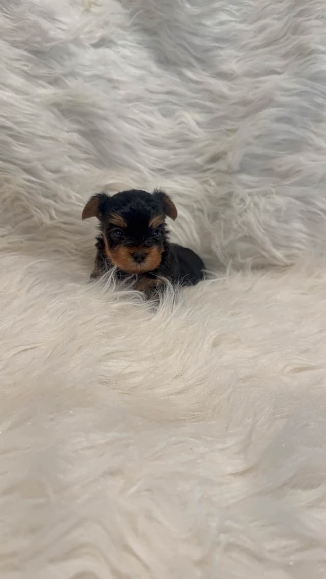 Yorkshire Terrier Puppies media 2