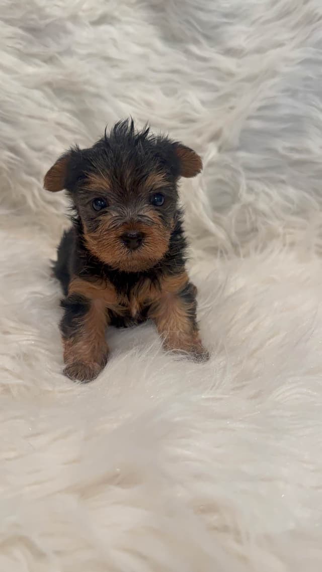 Yorkshire Terrier Puppies media 3