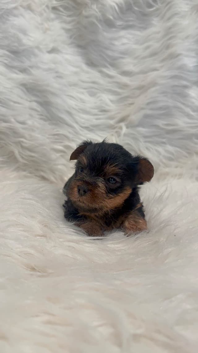 Yorkshire Terrier Puppies media 4