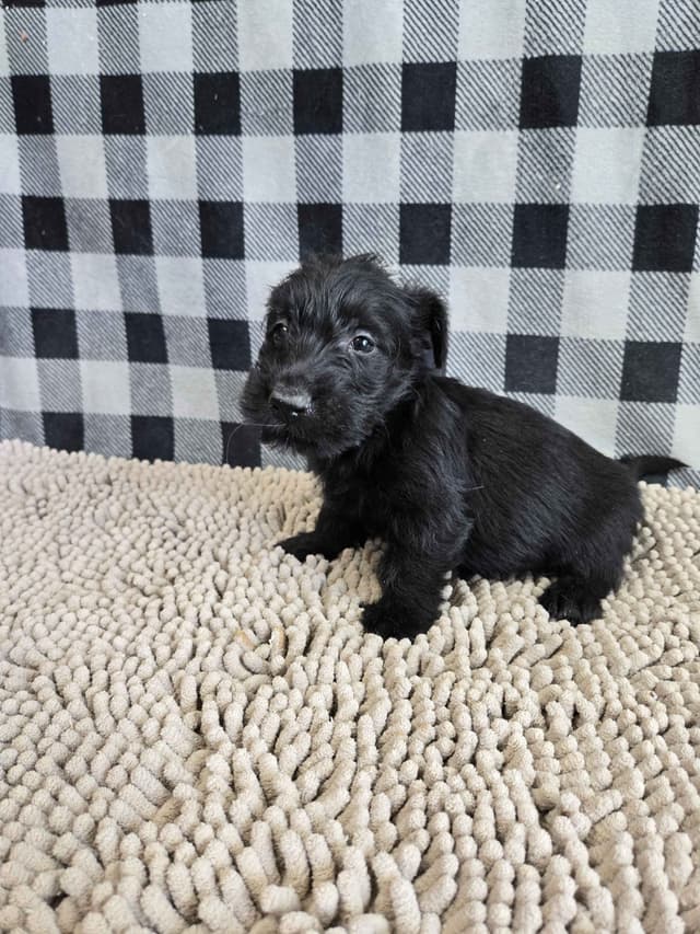 Scottish Terrier Puppies media 2