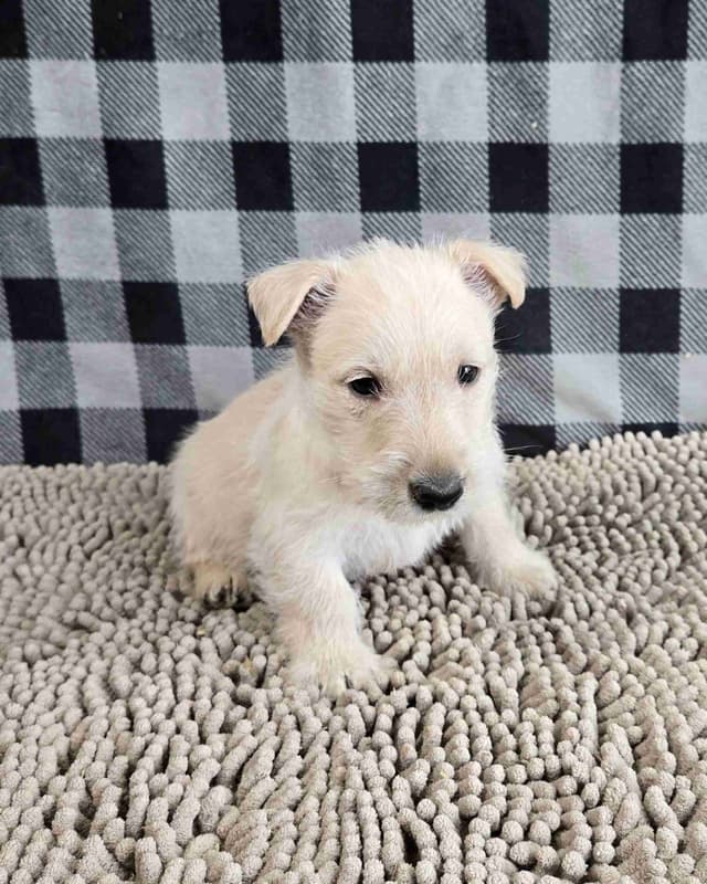 Scottish Terrier Puppies media 4
