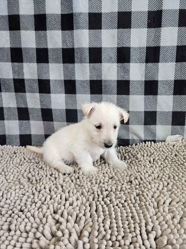 Scottish Terrier Puppies media 5