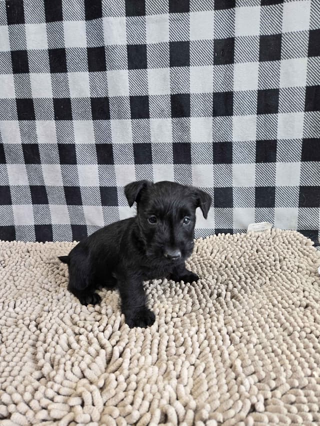 Scottish Terrier Puppies media 6