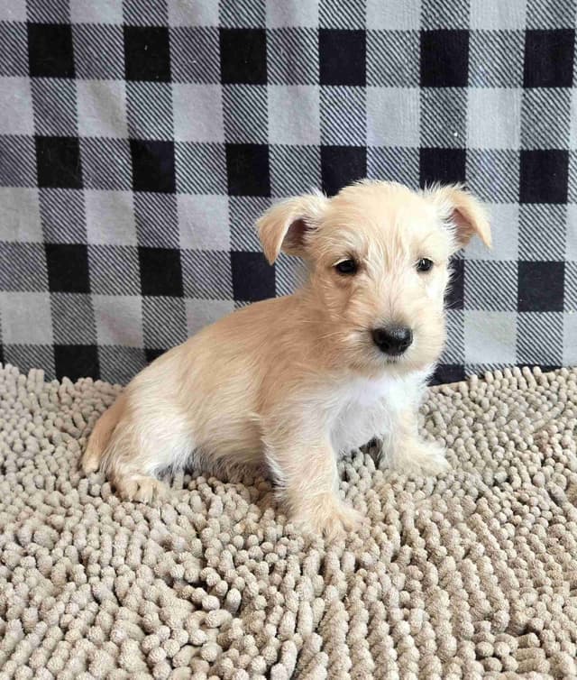 Scottish Terrier Puppies media 3