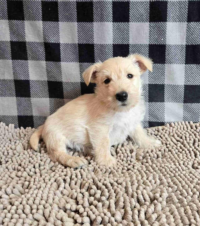 Scottish Terrier Puppies media 4