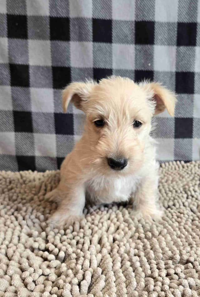 Scottish Terrier Puppies media 5