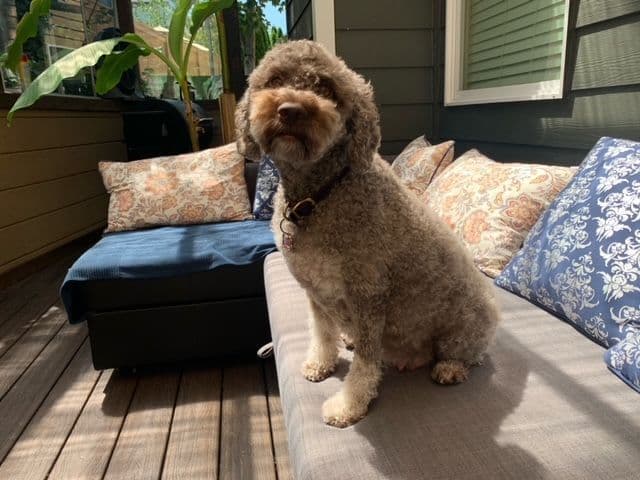 Lagotto Romagnolo - Looking for a new home! breeder image 1