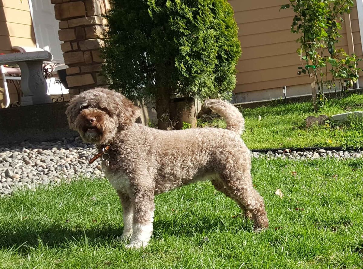 Lagotto Romagnolo - Looking for a new home! breeder image 2