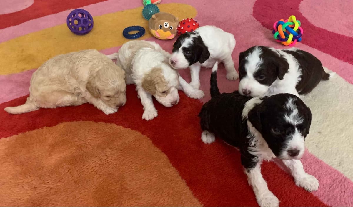 Lagotto Romagnolo - Looking for a new home! breeder image 5