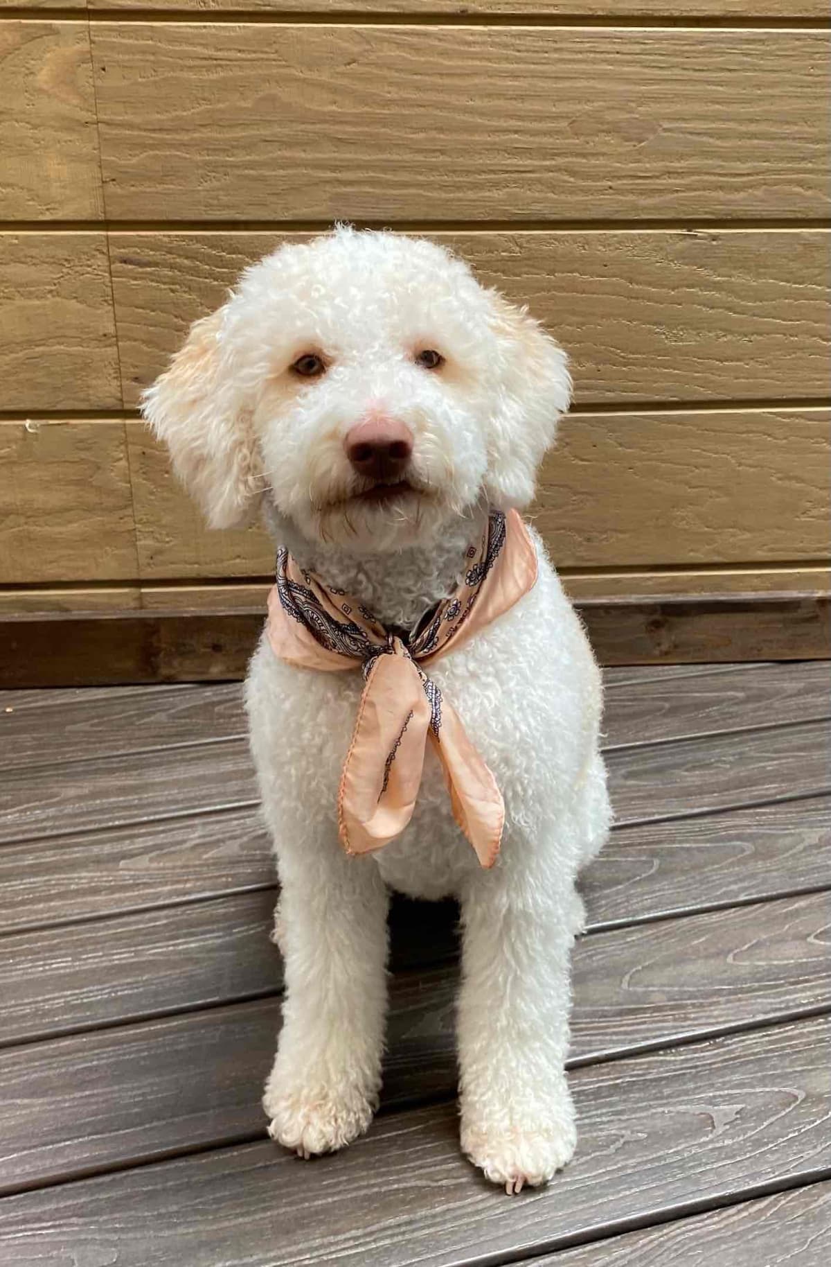 Lagotto Romagnolo - Looking for a new home! breeder image 6