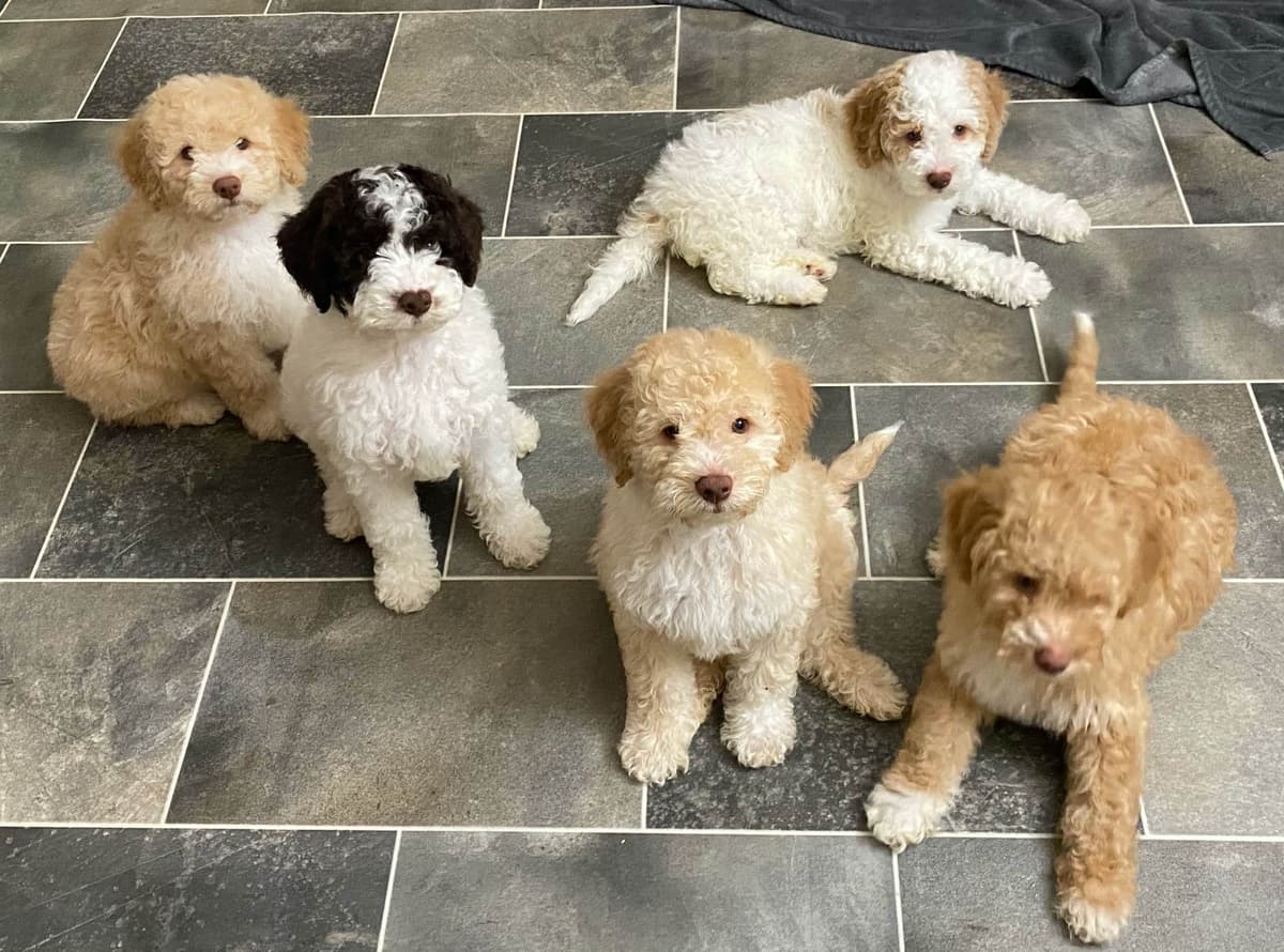 Lagotto Romagnolo - Looking for a new home! breeder image 8