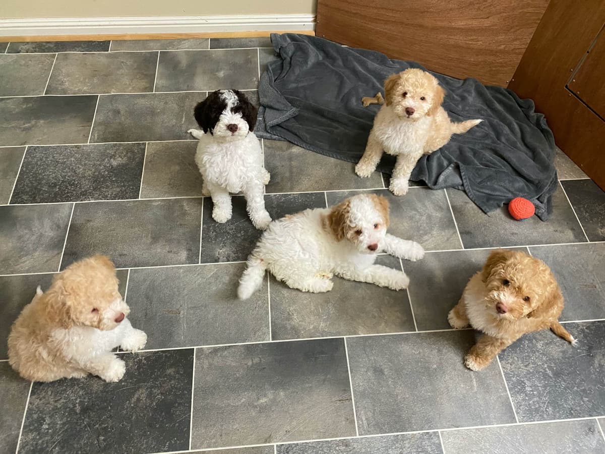 Lagotto Romagnolo - Looking for a new home! breeder image 9