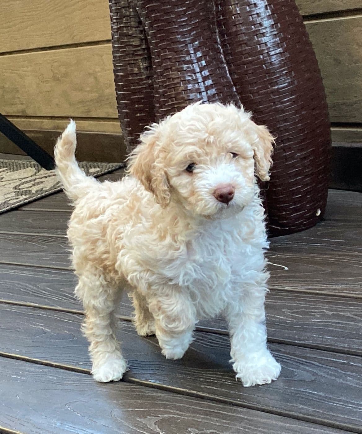 Lagotto Romagnolo - Looking for a new home! breeder image 10