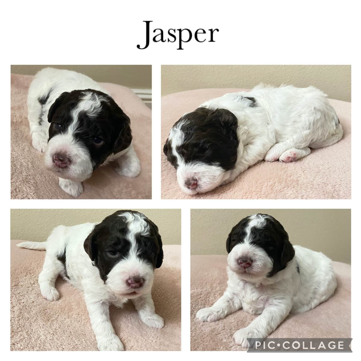 Lagotto Romagnolo - Looking for a new home! breeder image 11